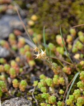 Fotografia 7 da espécie Sedum anglicum no Jardim Botânico UTAD