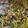 Fotografia 7 da espécie Sedum anglicum do Jardim Botânico UTAD