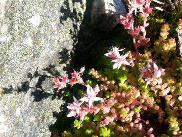 Fotografia da espécie Sedum anglicum