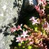 Fotografia 8 da espécie Sedum anglicum do Jardim Botânico UTAD