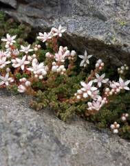 Sedum anglicum