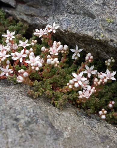 Fotografia de capa Sedum anglicum - do Jardim Botânico