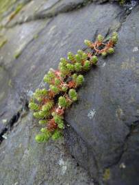 Fotografia da espécie Sedum anglicum