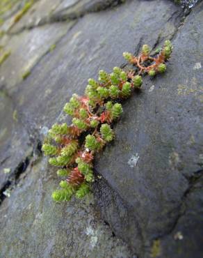 Fotografia 11 da espécie Sedum anglicum no Jardim Botânico UTAD