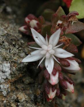 Fotografia 12 da espécie Sedum anglicum no Jardim Botânico UTAD