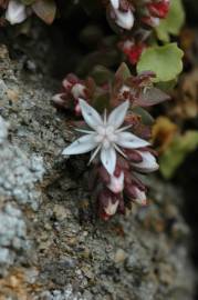 Fotografia da espécie Sedum anglicum