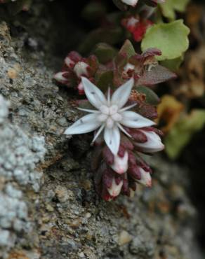 Fotografia 15 da espécie Sedum anglicum no Jardim Botânico UTAD