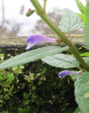 Fotografia 5 da espécie Scutellaria galericulata no Jardim Botânico UTAD