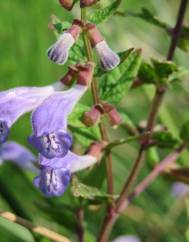 Scutellaria galericulata