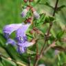 Fotografia 1 da espécie Scutellaria galericulata do Jardim Botânico UTAD