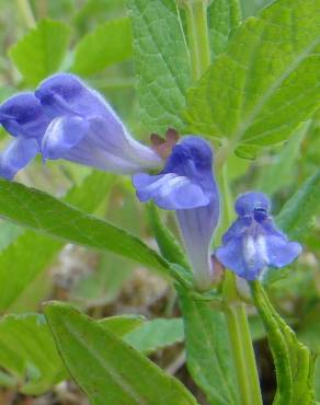 Fotografia 10 da espécie Scutellaria galericulata no Jardim Botânico UTAD