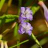 Fotografia 15 da espécie Scutellaria galericulata do Jardim Botânico UTAD