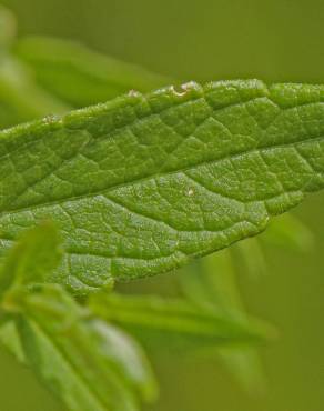 Fotografia 16 da espécie Scutellaria galericulata no Jardim Botânico UTAD