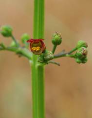 Scrophularia auriculata