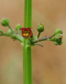 Fotografia da espécie Scrophularia auriculata