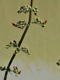 Fotografia da espécie Scrophularia auriculata