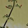 Fotografia 2 da espécie Scrophularia auriculata do Jardim Botânico UTAD