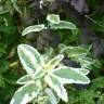 Fotografia 5 da espécie Scrophularia auriculata do Jardim Botânico UTAD