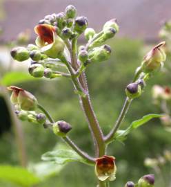 Fotografia da espécie Scrophularia auriculata