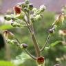 Fotografia 6 da espécie Scrophularia auriculata do Jardim Botânico UTAD