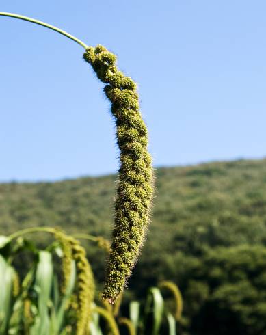 Fotografia de capa Setaria italica - do Jardim Botânico