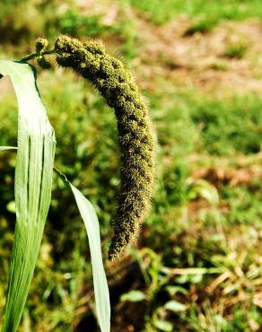 Fotografia 6 da espécie Setaria italica no Jardim Botânico UTAD