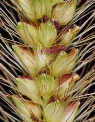 Setaria parviflora