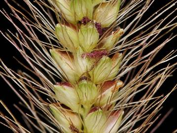 Fotografia da espécie Setaria parviflora