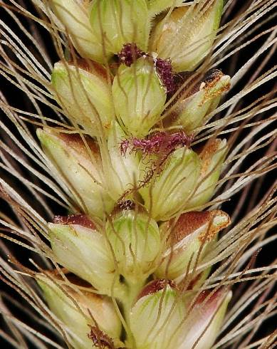Fotografia de capa Setaria parviflora - do Jardim Botânico