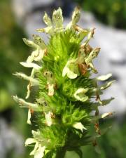 Fotografia da espécie Sideritis hyssopifolia