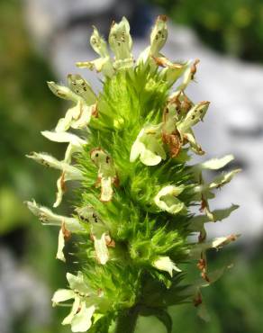 Fotografia 1 da espécie Sideritis hyssopifolia no Jardim Botânico UTAD