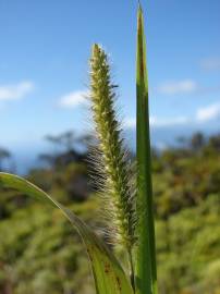 Fotografia da espécie Setaria parviflora