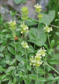 Fotografia da espécie Sideritis hyssopifolia