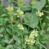 Fotografia 3 da espécie Sideritis hyssopifolia do Jardim Botânico UTAD