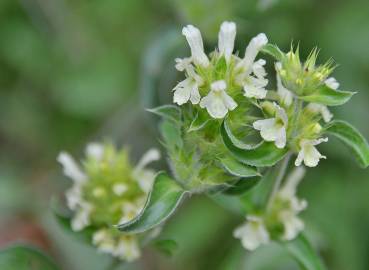 Fotografia da espécie Sideritis hyssopifolia