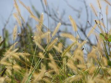 Fotografia da espécie Setaria parviflora