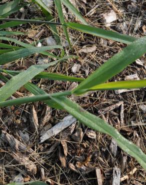 Fotografia 1 da espécie Digitaria ischaemum no Jardim Botânico UTAD