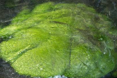 Fotografia da espécie Eleocharis acicularis