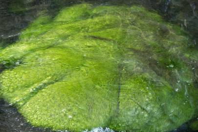 Fotografia da espécie Eleocharis acicularis