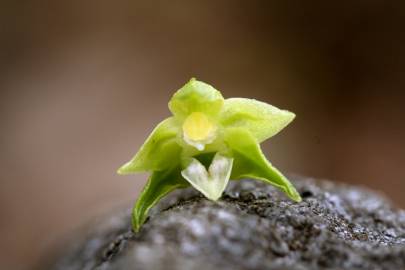 Fotografia da espécie Epipactis fageticola