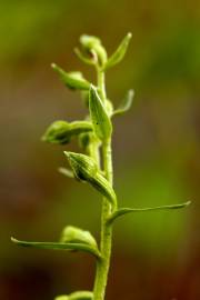 Fotografia da espécie Epipactis fageticola