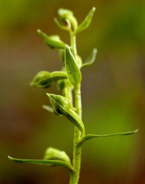 Fotografia 3 da espécie Epipactis fageticola no Jardim Botânico UTAD