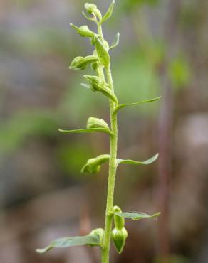 Fotografia 4 da espécie Epipactis fageticola no Jardim Botânico UTAD