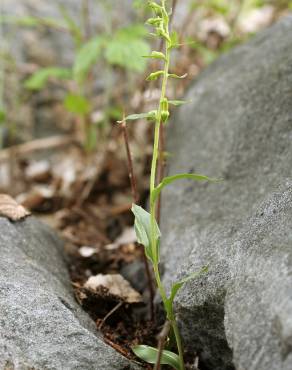 Fotografia 5 da espécie Epipactis fageticola no Jardim Botânico UTAD