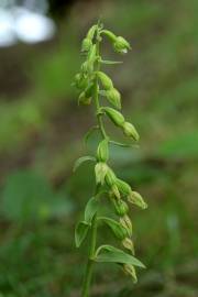 Fotografia da espécie Epipactis fageticola