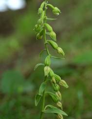 Epipactis fageticola