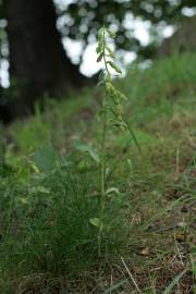 Fotografia da espécie Epipactis fageticola