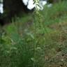 Fotografia 6 da espécie Epipactis fageticola do Jardim Botânico UTAD