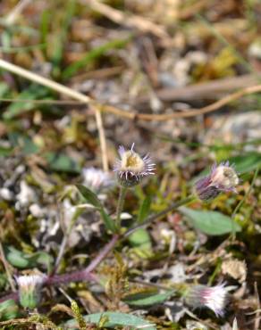 Fotografia 3 da espécie Erigeron acer no Jardim Botânico UTAD