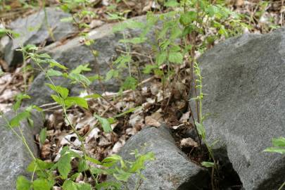 Fotografia da espécie Epipactis fageticola